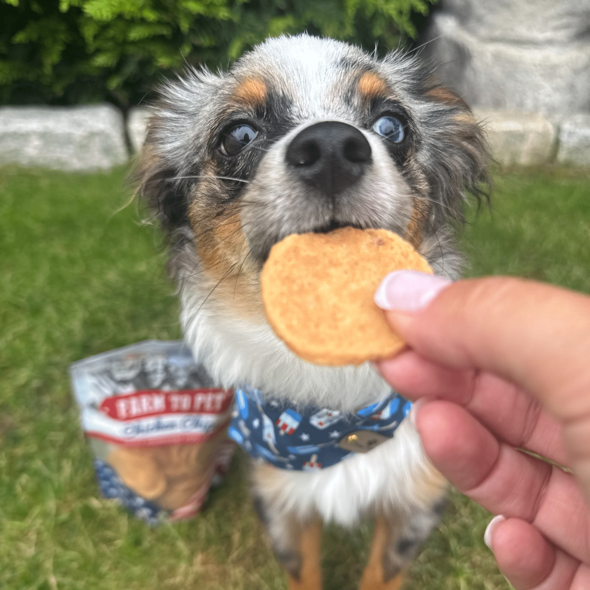 Americana Chicken Chips for Dogs