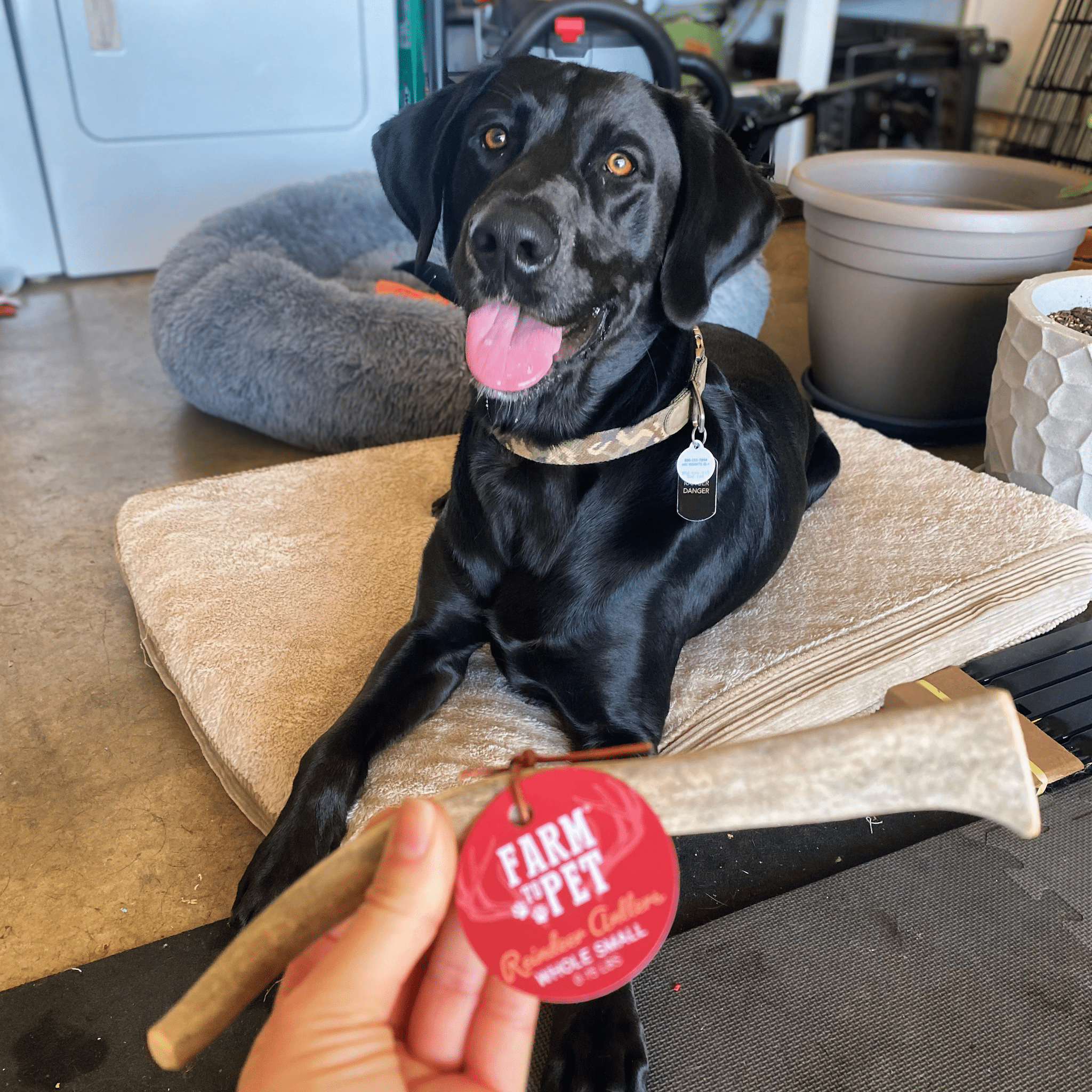 Reindeer Antler Dog Chews | Organic Chews for Dogs
