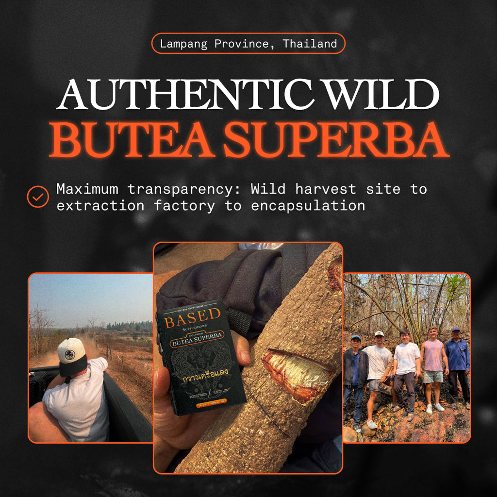 BASED Butea Superba