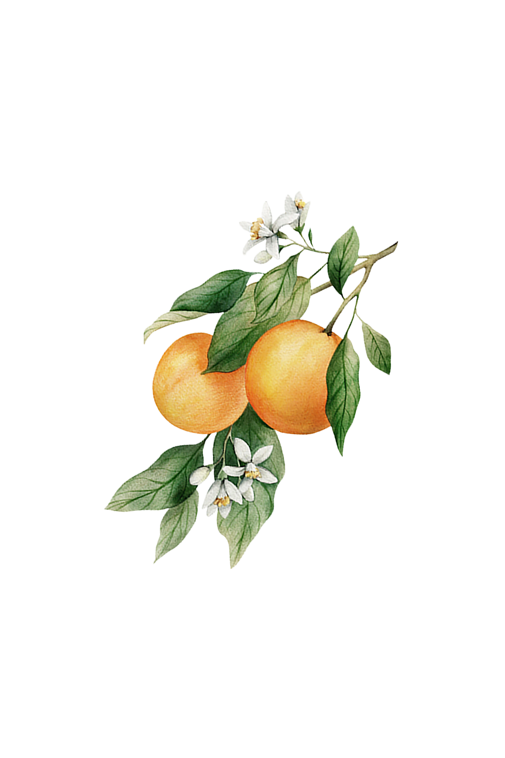 Orange Essential Oil