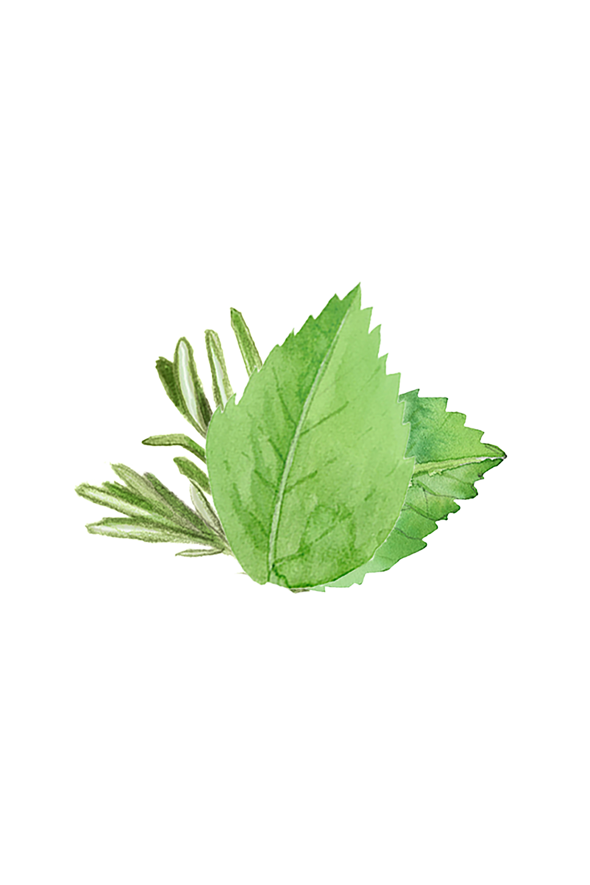 Coconut Conditioner | Rosemary & Mint
