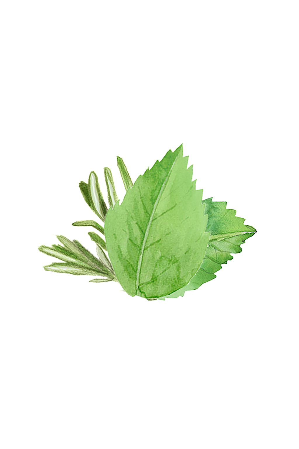 Avocado Lotion | Rosemary & Mint