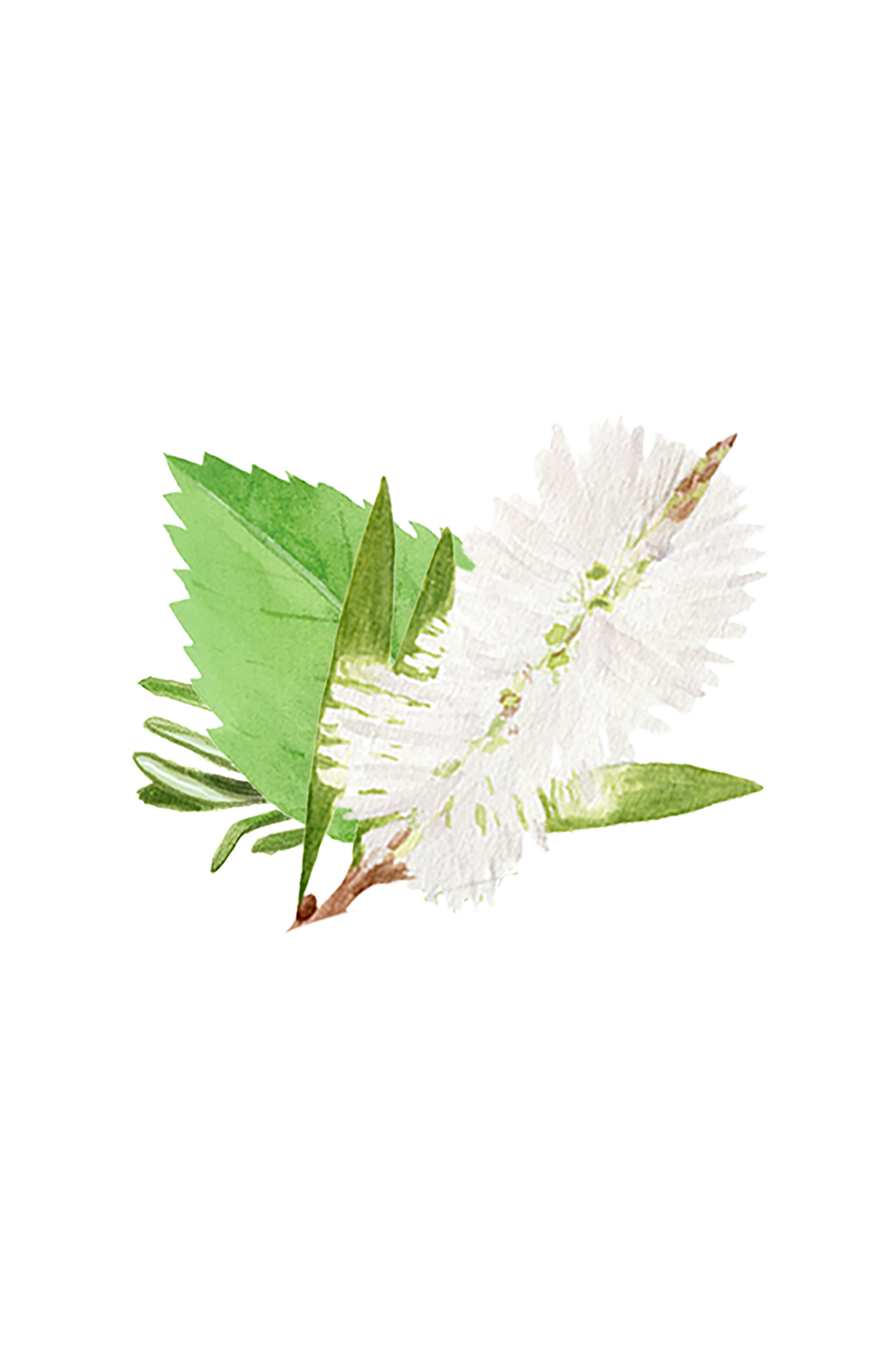 Lots of Purpose Spray Cleaner | Rosemary, Mint & Tea Tree